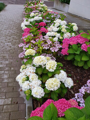 Hortensie und Tellerhortensie
