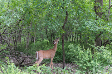 Fototapeta premium Deer in the forest.