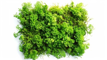 Obraz premium green grass isolated on a white background