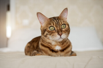 A red Bengal cat lies on the bed at home.