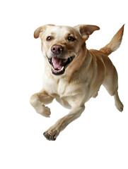 Obraz premium Full body shot of Labrador Retriever dog, running happily, smiling.