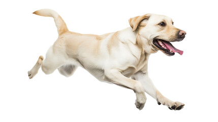 Full body shot of Labrador Retriever dog, running happily, smiling.