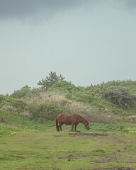 Horse at grass, Jeju, South Korea