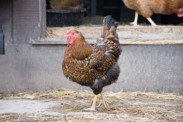 Brown and red free range Wyandotte chicken outside the coop