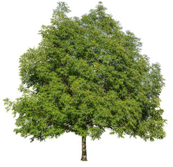 Ash tree with green leaves, deciduous tree, growing, isolated on a transparent background
