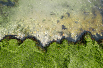 Aerial view of lush green algae moss on rocky coastline merging with clear sea water