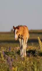 Cute Wild Horse Foal in Summer in the Pryor Mountains Montana