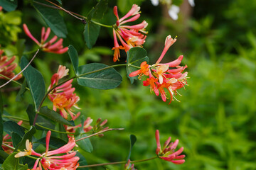 Lonicera brownii Dropmore Scarlet blooms in summer garden. Honeysuckle , or fragrant honeysuckle is a climbing shrub