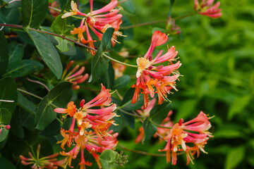 Lonicera brownii Dropmore Scarlet blooms in summer garden. Honeysuckle , or fragrant honeysuckle is...