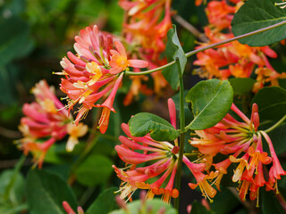 Lonicera brownii Dropmore Scarlet blooms in summer garden. Honeysuckle , or fragrant honeysuckle is...