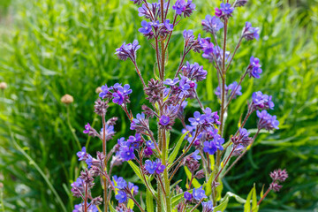 Italian oxwort , or Italian Anchusa ( lat. Anchusa azurea ) is a perennial plant of the Borage family
