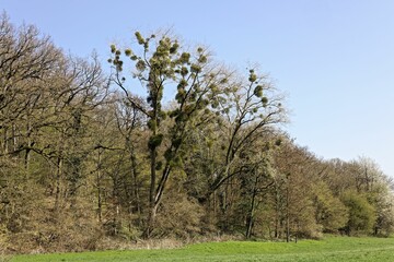 Couple of Oaks overcrowded with Mistletoes in Winterly Treescape