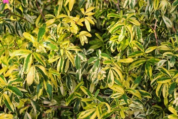 Ravenia spectabilis (Lemonia spectabilis, Ravenia rosea) variegated is an ornamental shrub produces bright pink flattened flowers