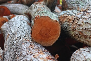 Fototapeta premium A detailed view of a freshly sawed tree trunk, highlighting its annual growth rings and woody texture, taken in indonesia.