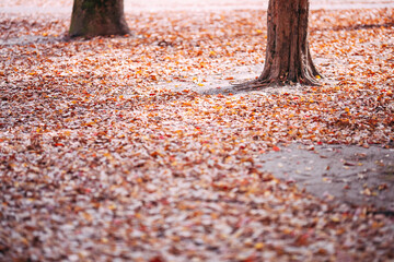 落ち葉の地面