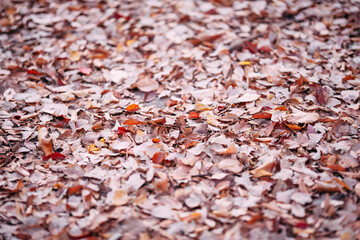 落ち葉の地面