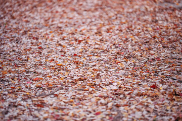 落ち葉の地面