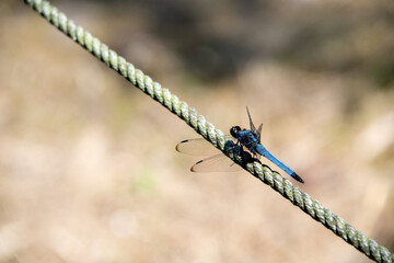 青いトンボ