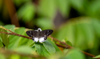 Tagiades menaka menaka Spotted Snow Flat butterfly Thailand