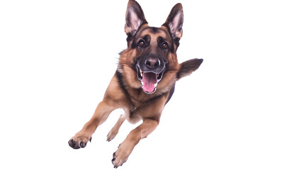 Full body shot of German Shepherd dog, running happily, smiling.
