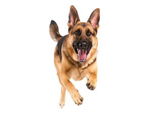 Full body shot of German Shepherd dog, running happily, smiling.