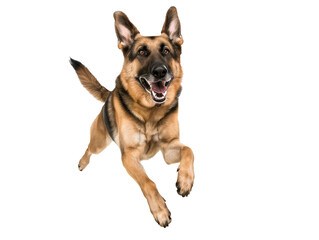 Full body shot of German Shepherd dog, running happily, smiling.