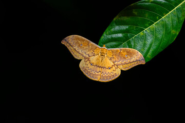Syntherata Janetta, world's largest Saturniidae moth, Papua, New Guinea