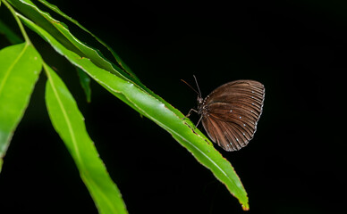 Faunis Canens butterfly on plant leaf.