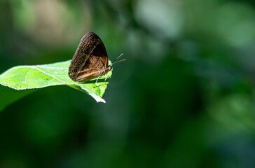 Purple Bush Brown (Mycalesis orseis nautilus)