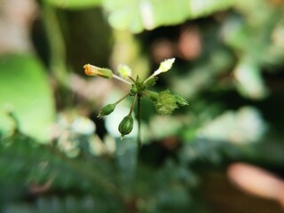 rain drops on the leaves of a tree