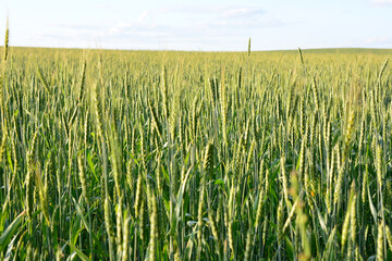 a field of wheat with sunset sky in the background  