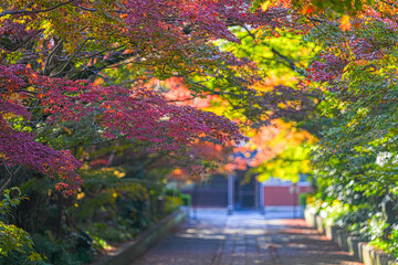 Naklejka premium 龍福寺