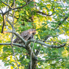 A Barred owl feeding its owlet.Chesapeake and Ohio Canal National Historical Park.Maryland.USA