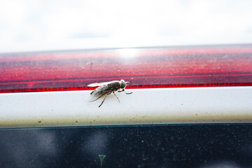 A tiny fly perches on cars light, drawn to light. Its a Diptera insect with delicate wings. Keywords Insect, Arthropod, Pest, Membranewinged insect, Macro photography