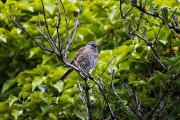 A Dunnock (Prunella modularis) looking for food in the bushes. Great Britain, Scotland