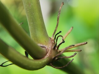 spider on a leaf