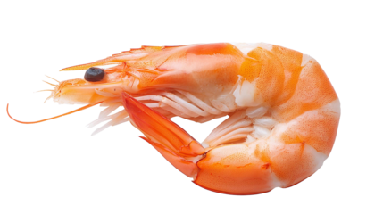 Single cooked shrimp with transparent background high quality image for use