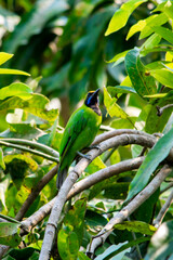 Golden-fronted leafbird