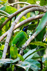 Golden-fronted leafbird