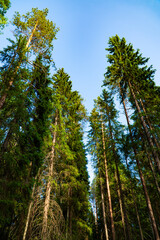 A mesmerizing view of towering pine tree canopies reaching up towards a clear blue sky. The dense green foliage creates a captivating natural scene, perfect for nature, botanical, and outdoor themes.