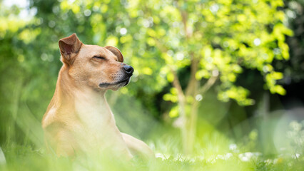 Mixed breed dog sitting in grass with eyes closed