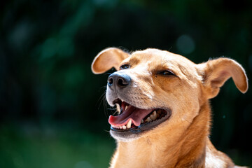 Dog head mixed bread with open mouth