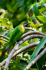 Golden-fronted leafbird