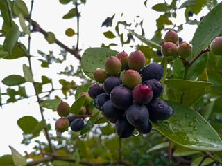 These karonda fruits are small, It is bitter-sour and acidic in taste