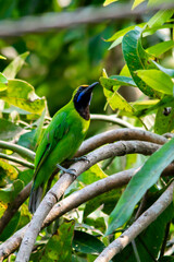Golden-fronted leafbird