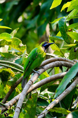 Golden-fronted leafbird