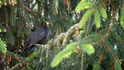 Common Blackbird in pine tree