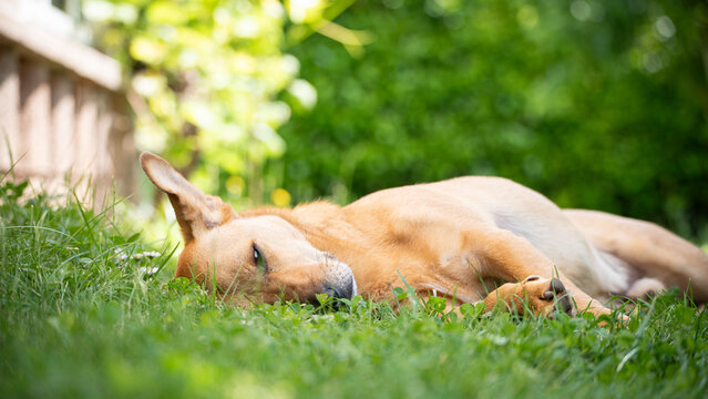 Mixed breed dog lying in the grass