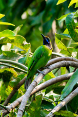 Golden-fronted leafbird