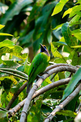 Golden-fronted leafbird